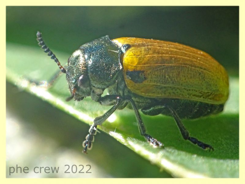 Labidostomis longimana - 8.7.2022 - Trepalle - Sondrio circa 2100 m. s.l.m. - (2).JPG