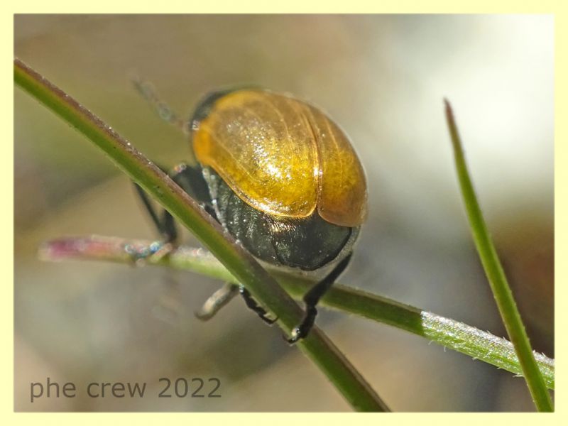 Labidostomis longimana - 8.7.2022 - Trepalle - Sondrio circa 2100 m. s.l.m. - (3).JPG