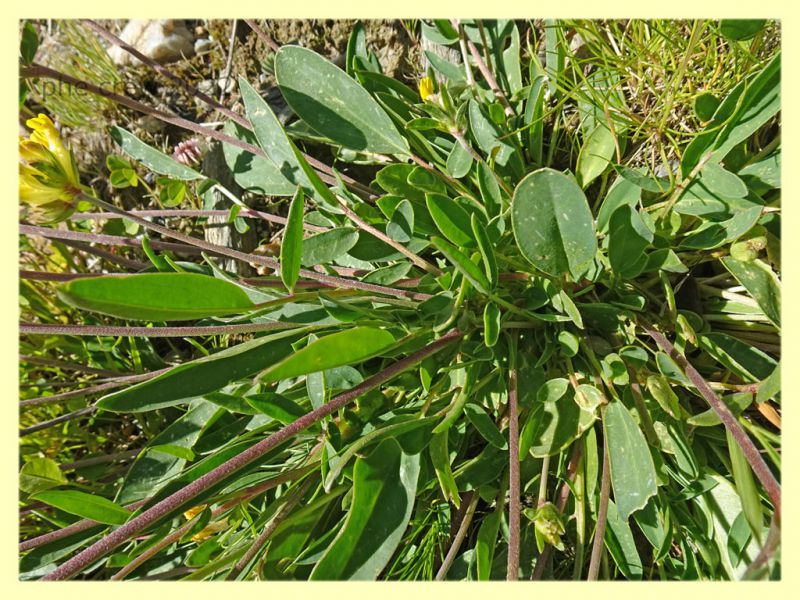 Labidostomis longimana - 8.7.2022 - Trepalle - Sondrio circa 2100 m. s.l.m. - (8).JPG