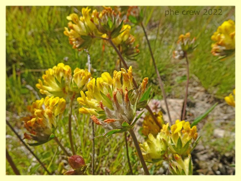 Labidostomis longimana - 8.7.2022 - Trepalle - Sondrio circa 2100 m. s.l.m. - (9).JPG