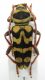 Plagionotus bobelay (Syria Latakya dint. di Salma 1000m V-2010 (20mm).jpg