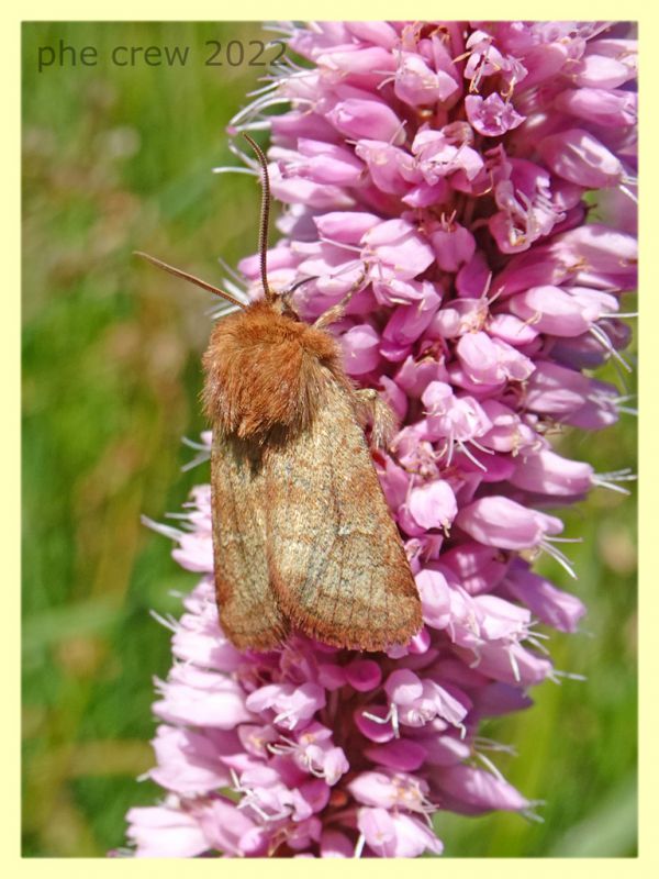 Malacosoma sp. - 6.7.2022 - Trepalle - Sondrio circa 2100 m. s.l.m. - (1).JPG