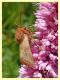 Malacosoma sp. - 6.7.2022 - Trepalle - Sondrio circa 2100 m. s.l.m. - (2).JPG