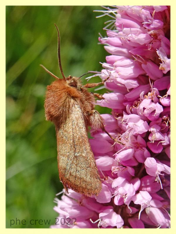 Malacosoma sp. - 6.7.2022 - Trepalle - Sondrio circa 2100 m. s.l.m. - (2).JPG