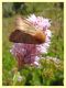 Malacosoma sp. - 6.7.2022 - Trepalle - Sondrio circa 2100 m. s.l.m. - (5).JPG