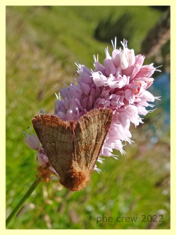 Malacosoma sp. - 6.7.2022 - Trepalle - Sondrio circa 2100 m. s.l.m. - (3).JPG