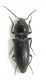 Elateridae (Syria Latakya Rabya V-2010 (7mm).jpg