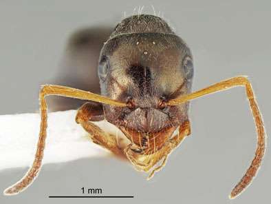 Proformica cerdanyensis_holotype_major head and antennae_CAS.jpg