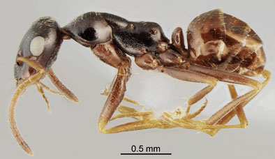 Proformica cerdanyensis_paratype_minor lateral_CAS.jpg