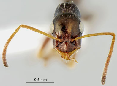 Proformica cerdanyensis_paratype_minor head and antennae_CAS.jpg