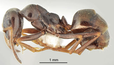 Proformica cerdanyensis_holotype_major lateral_CAS.jpg