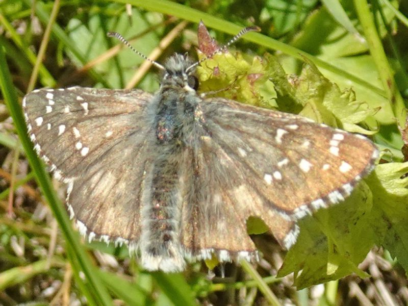 Hesperidae - Trepalle - Sondrio circa 2100 m. s.l.m. 7.7.2022 -.JPG