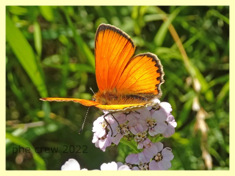 Licenide arancio 2 - 5.7.2022 - Trepalle - Sondrio circa 2100 m. s.l.m. - (8).JPG