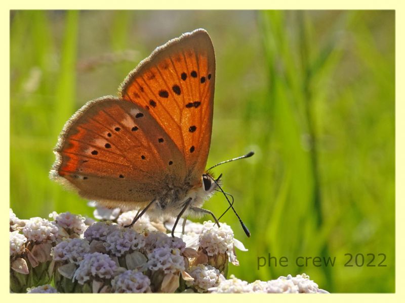 Licenide arancio 2 - 5.7.2022 - Trepalle - Sondrio circa 2100 m. s.l.m. - (5).JPG