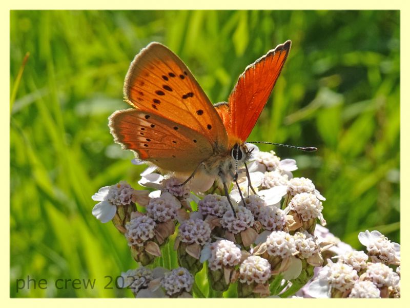 Licenide arancio 2 - 5.7.2022 - Trepalle - Sondrio circa 2100 m. s.l.m. - (1).JPG