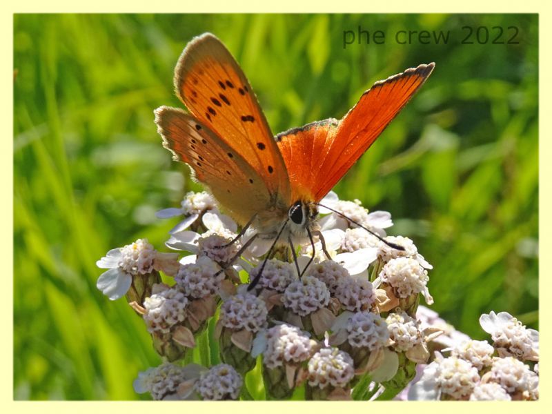 Licenide arancio 2 - 5.7.2022 - Trepalle - Sondrio circa 2100 m. s.l.m. - (2).JPG