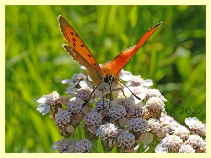 Licenide arancio 2 - 5.7.2022 - Trepalle - Sondrio circa 2100 m. s.l.m. - (3).JPG