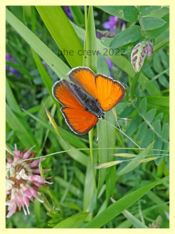 Licenide arancio 3 - 5.7.2022 - Trepalle - Sondrio circa 2100 m. s.l.m. -  (2).JPG