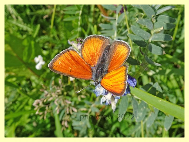 Licenide arancio 3 - 5.7.2022 - Trepalle - Sondrio circa 2100 m. s.l.m. -  (4).JPG