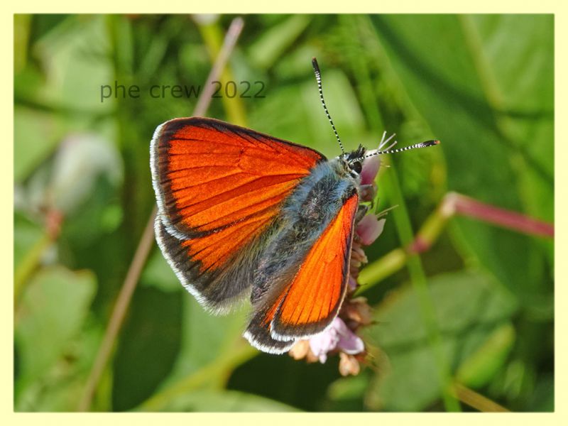 Licenide arancio 3 - 5.7.2022 - Trepalle - Sondrio circa 2100 m. s.l.m. -  (1).JPG