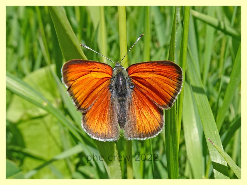 Licenide arancio 3 - 5.7.2022 - Trepalle - Sondrio circa 2100 m. s.l.m. -  (3).JPG