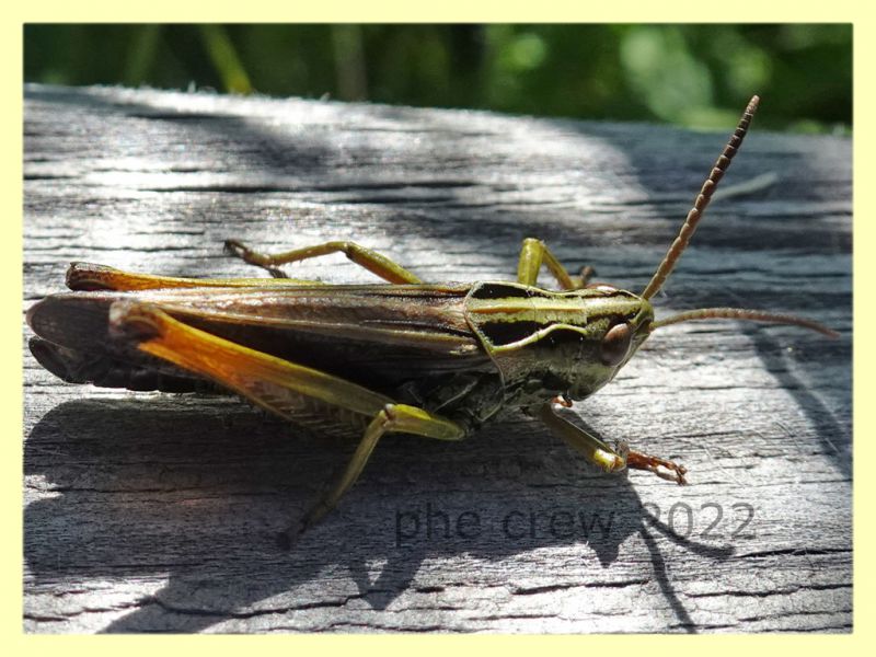 Omocestus sp. - 6.7.2022 - Trepalle - Sondrio circa 2100 m. s.l.m. - (1).JPG