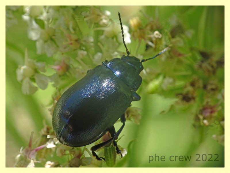 Chrysomelidae viola 8.7.2022 - Trepalle - Sondrio circa 2100 m. s.l.m.  - (3).JPG