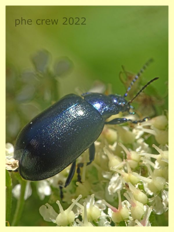 Chrysomelidae viola 8.7.2022 - Trepalle - Sondrio circa 2100 m. s.l.m.  - (1).JPG