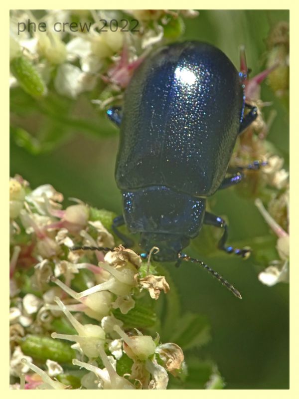 Chrysomelidae viola 8.7.2022 - Trepalle - Sondrio circa 2100 m. s.l.m.  - (2).JPG