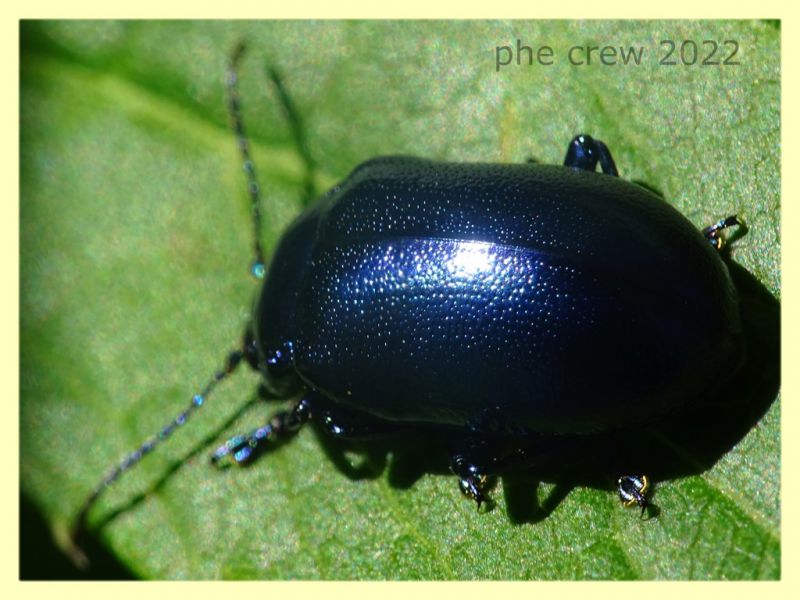 Chrysomelidae viola 8.7.2022 - Trepalle - Sondrio circa 2100 m. s.l.m.  - (6).JPG