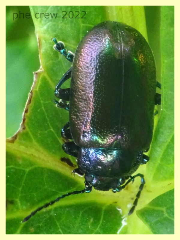 Chrysomelidae viola 8.7.2022 - Trepalle - Sondrio circa 2100 m. s.l.m.  - (7).JPG