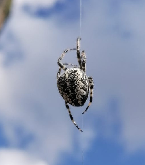 Araneus_diadematus.jpg