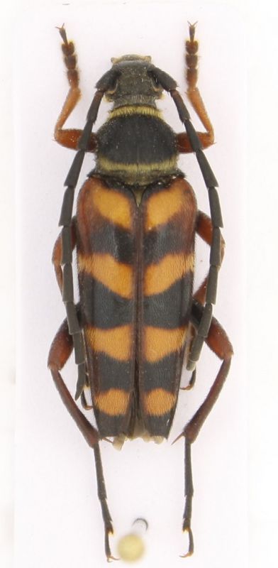 Leptura aurulenta.jpg