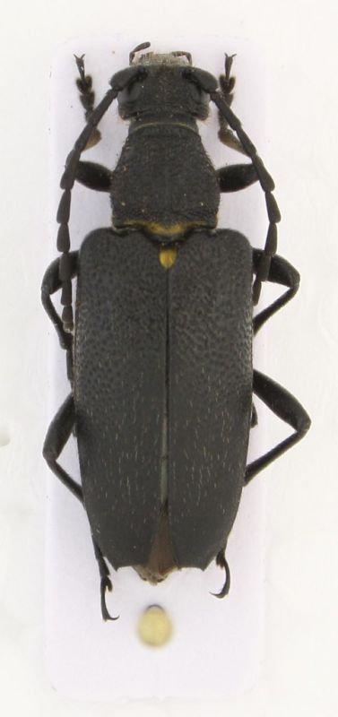 Stictoleptura scutellata.jpg