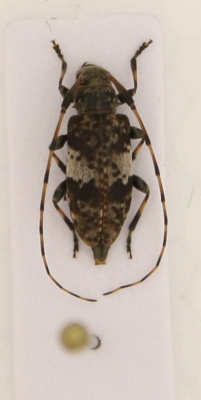 Leiopus nebulosus.jpg