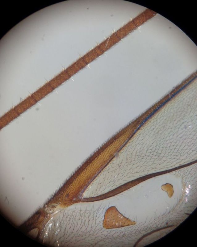 E. median ant. and sclerites.JPG