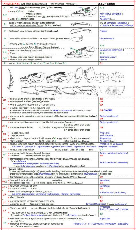 Nematinae cellule radiale non divisée - Clé des Genres - Image.jpg