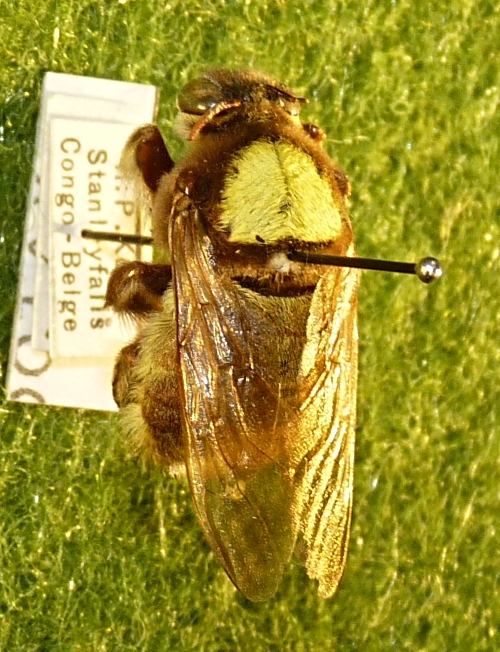 Xylocopa (17-8-22 Museo nacional de historia natural de Luxemburgo).jpg