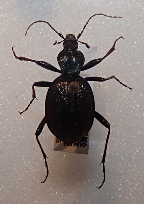 Cychrus (17-8-22 Museo nacional de historia natural de Luxemburgo).jpg