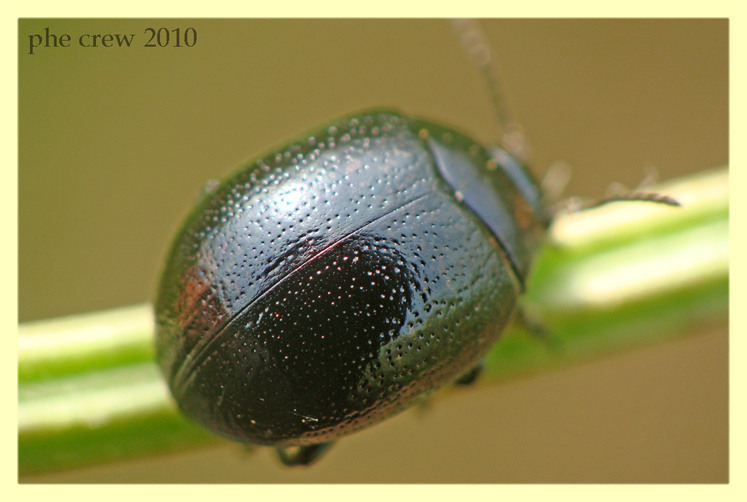 Chrysomelidae Anzio 19.5.2010 (2).JPG