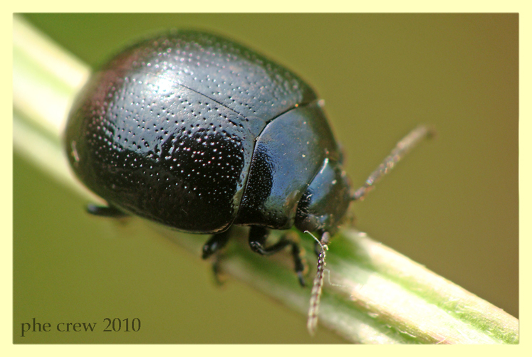 Chrysomelidae Anzio 19.5.2010 (3).JPG