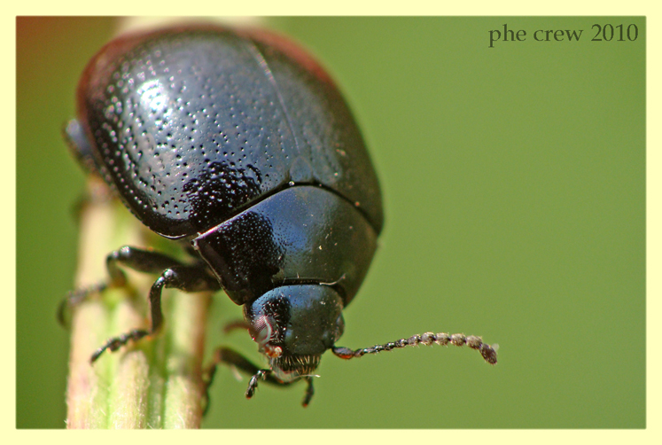 Chrysomelidae Anzio 19.5.2010 (4).JPG