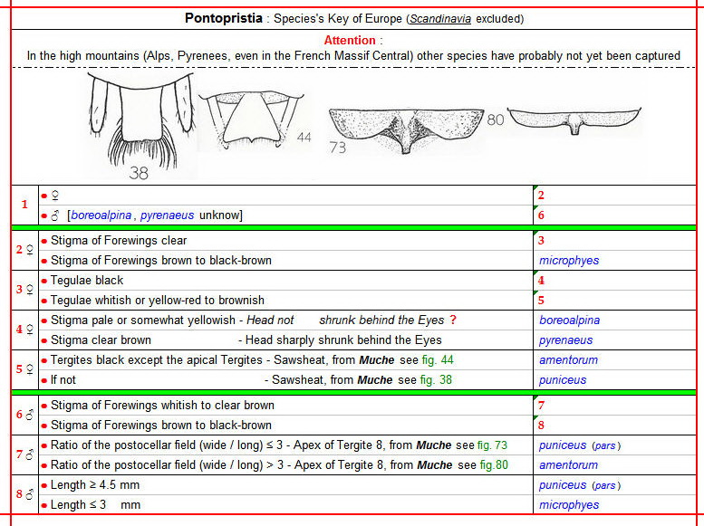 PONTOPRISTIA - Clés des espèces au 02.12.20 - Image.jpg