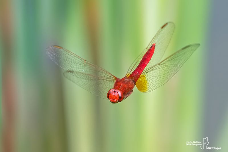 crocothemis erytrea187.jpg