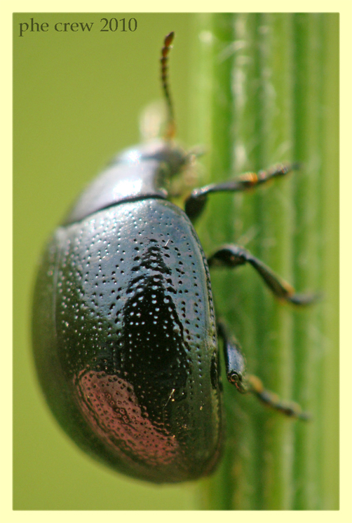 Chrysomelidae Anzio 19.5.2010.JPG