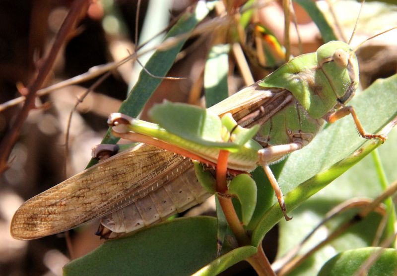 Locusta migratoria cinerascens 4-1.jpg