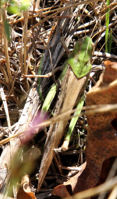 Locusta migratoria cinerascens 1-1.jpg