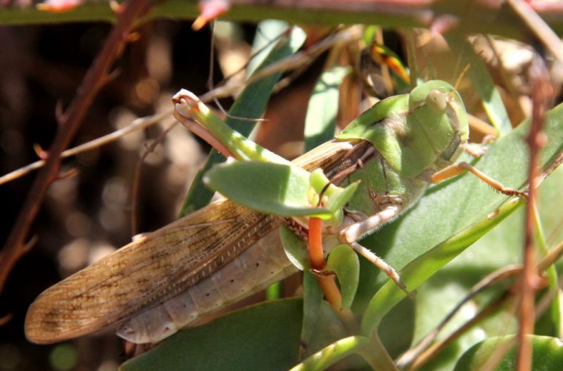 Locusta migratoria cinerascens 2-1.jpg