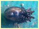 Steatoda bipunctata 8.7.2022 - Trepalle - Sondrio circa 2100 m. s.l.m. - (2).JPG