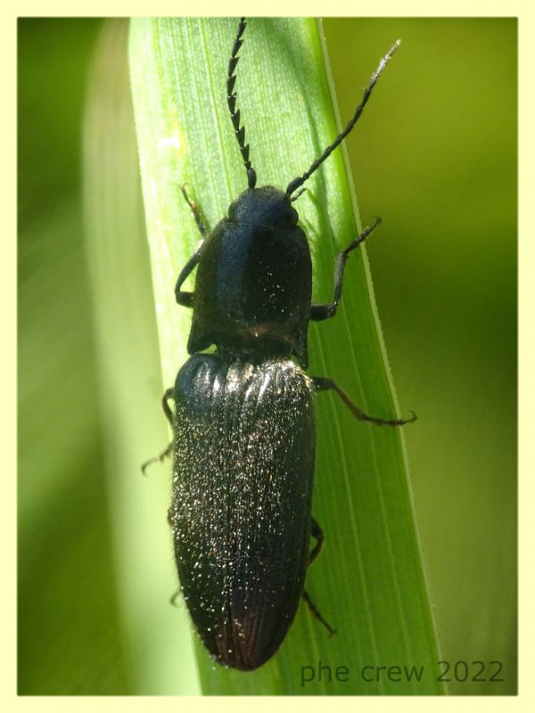 Elateridae 6.7.2022 - Trepalle - Sondrio circa 2100 m. s.l.m. - (1).JPG